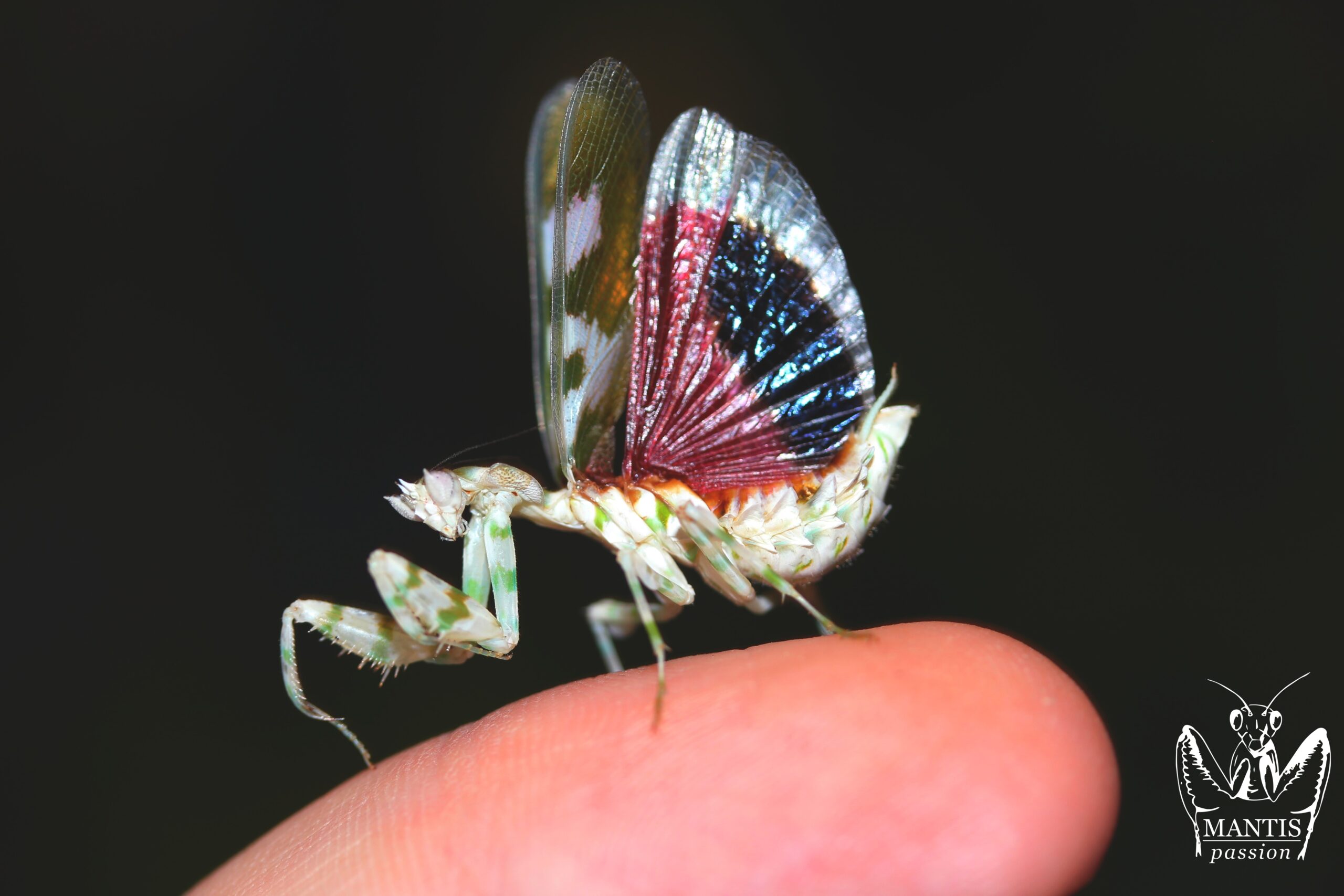 Harpagomantis tricolor femelle adulte en posture d'intimidation