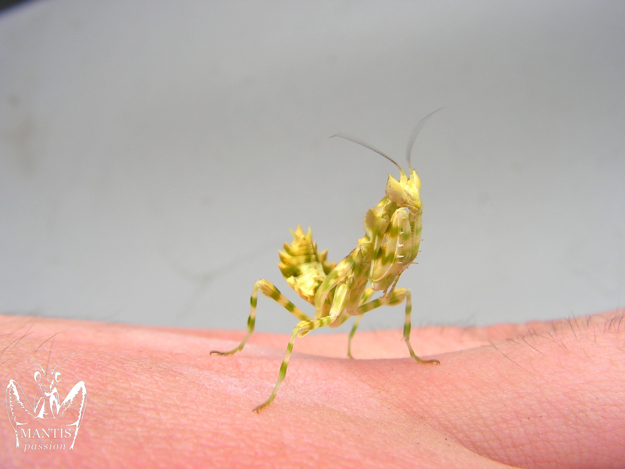 Harpagomantis tricolor femelle sub adulte sauvage, avec le coloris jaune assez commun