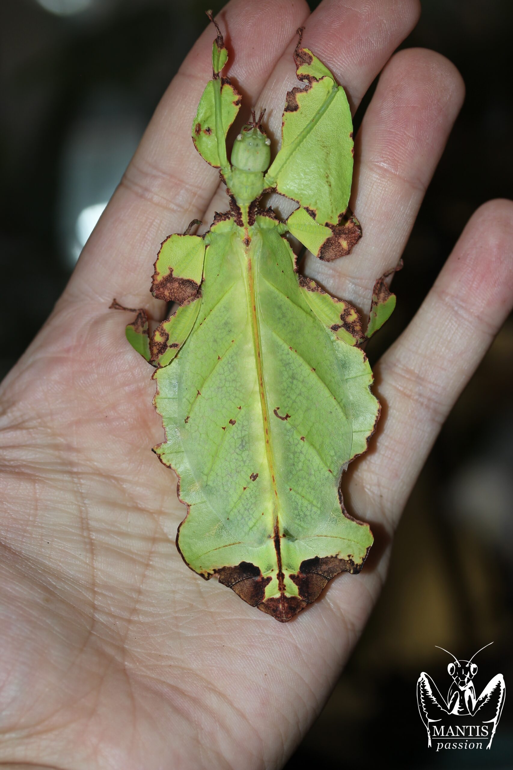 Pulchriphyllium giganteum femelle ayant été grignoté par un congénère