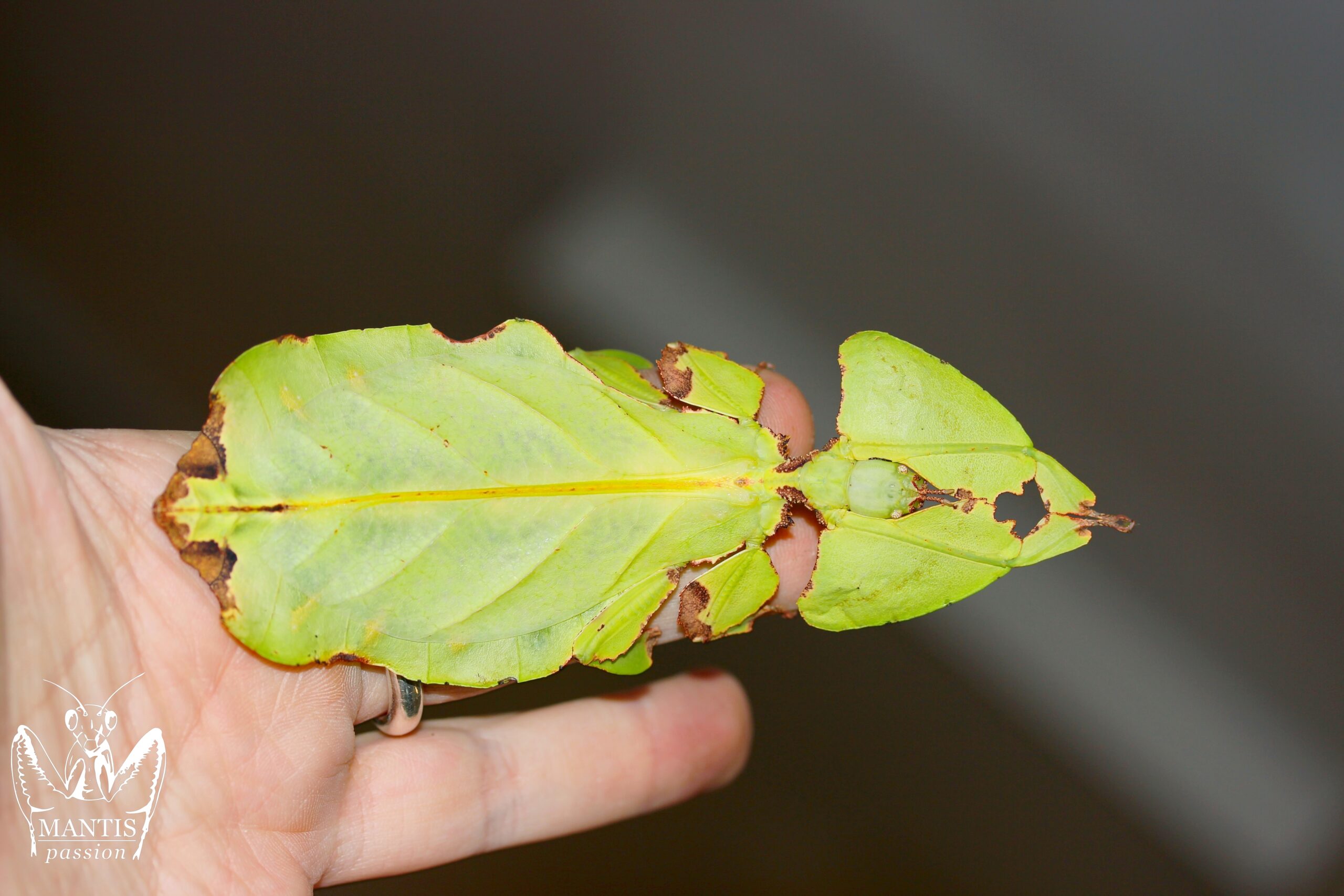 Pulchriphyllium giganteaum femelle adulte