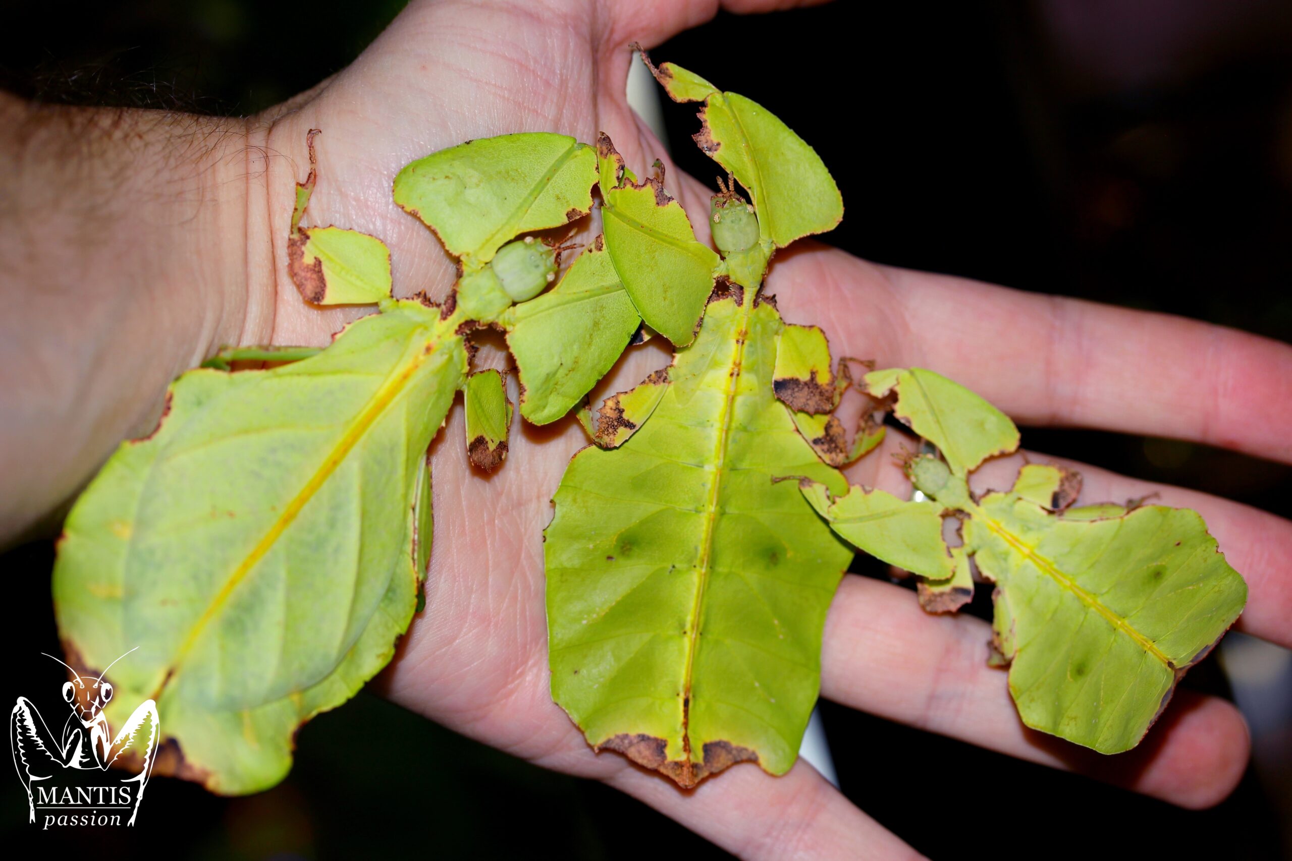 Pulchriphyllium giganteaum femelles adulte, sub adulte, subsub adulte
