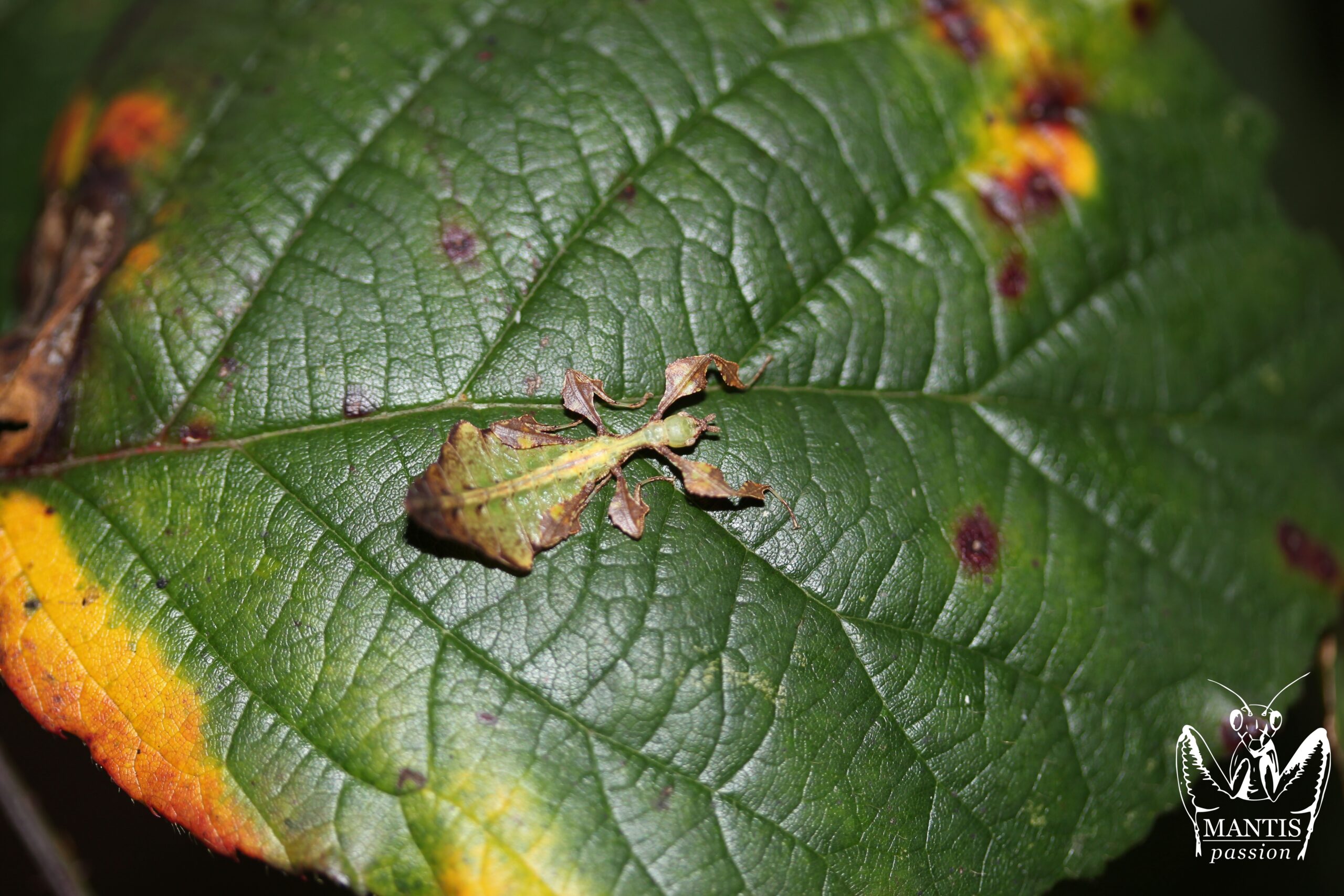 Pulchriphyllium giganteaum L1