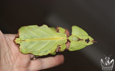 Pulchriphyllium giganteum