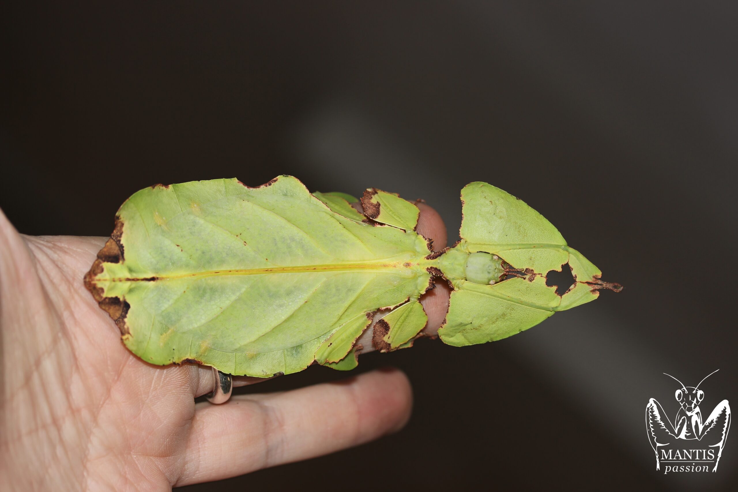 Pulchriphyllium giganteaum femelle adulte