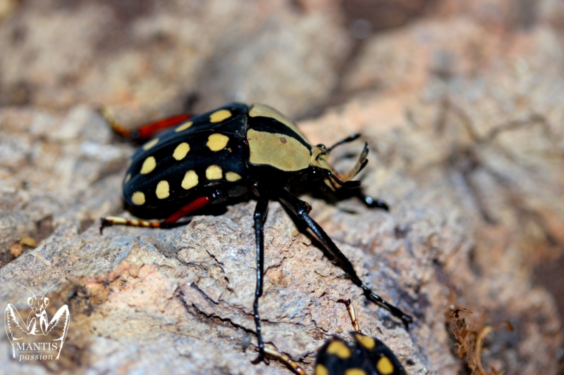 Amaurodes passerini