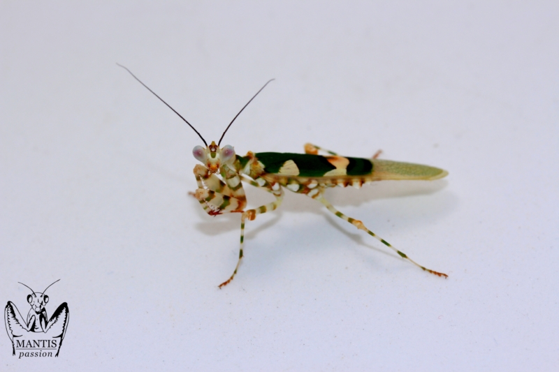chlidonoptera lestoni (7)
