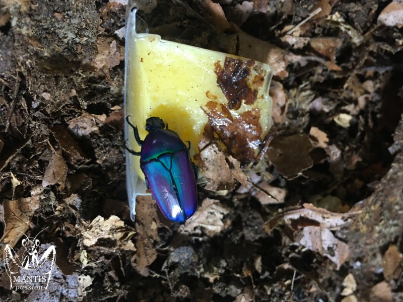 Chlorocala oertzeni