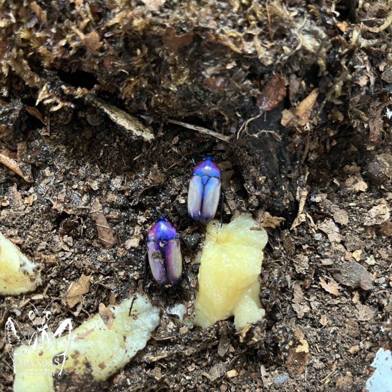 chlorocala-umtialensis-2