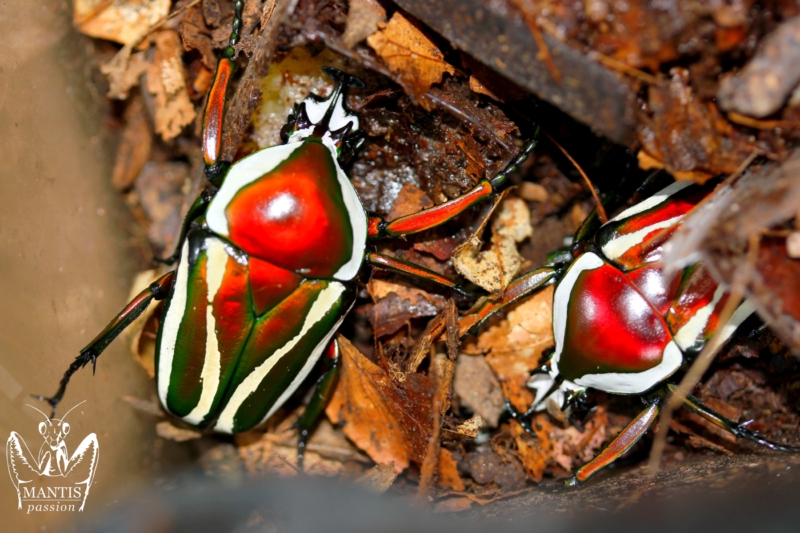 dicronorhina-derbyana-layardi-red-1