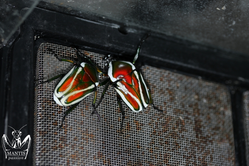 dicronorhina-derbyana-layardi-red-2