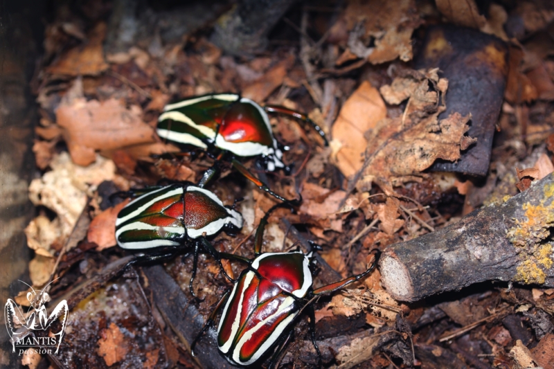 dicronorhina-derbyana-layardi-red-3