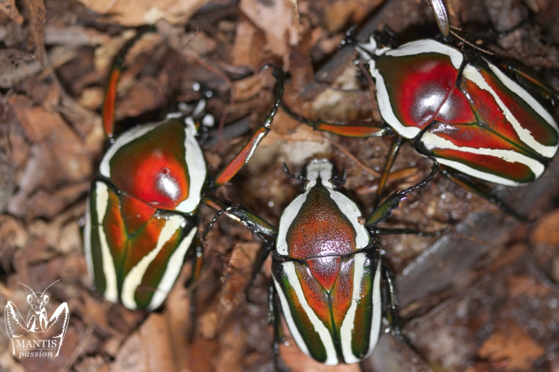 dicronorhina-derbyana-layardi-red-4