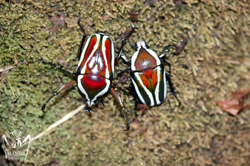 dicronorhina-derbyana-layardi-red-5