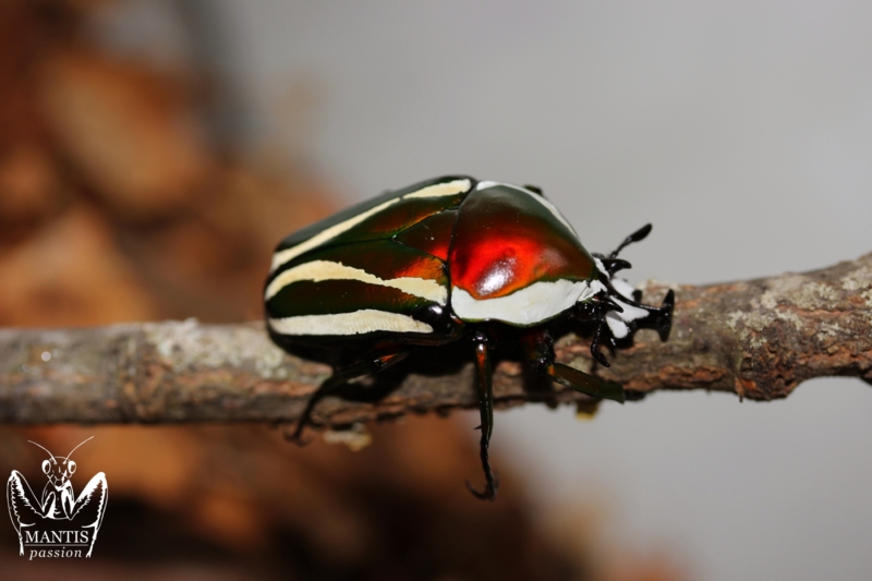 Dicronorhina derbyana layardi RED