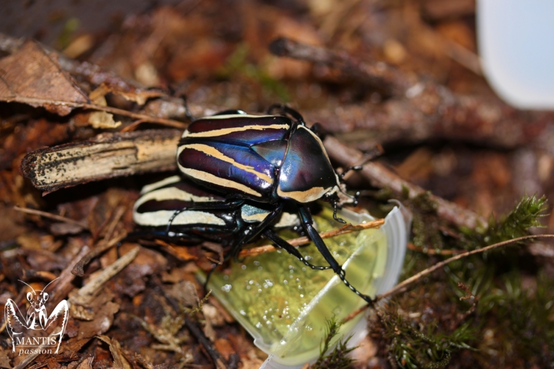 dicronorhina-blue-1