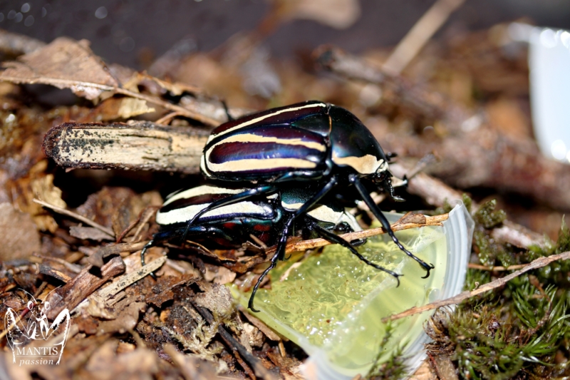 dicronorhina-blue-2