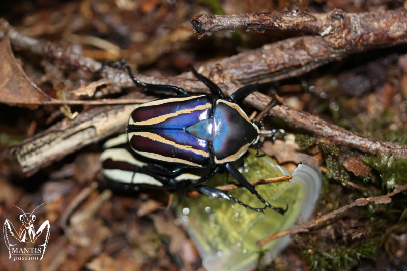 dicronorhina-blue-3