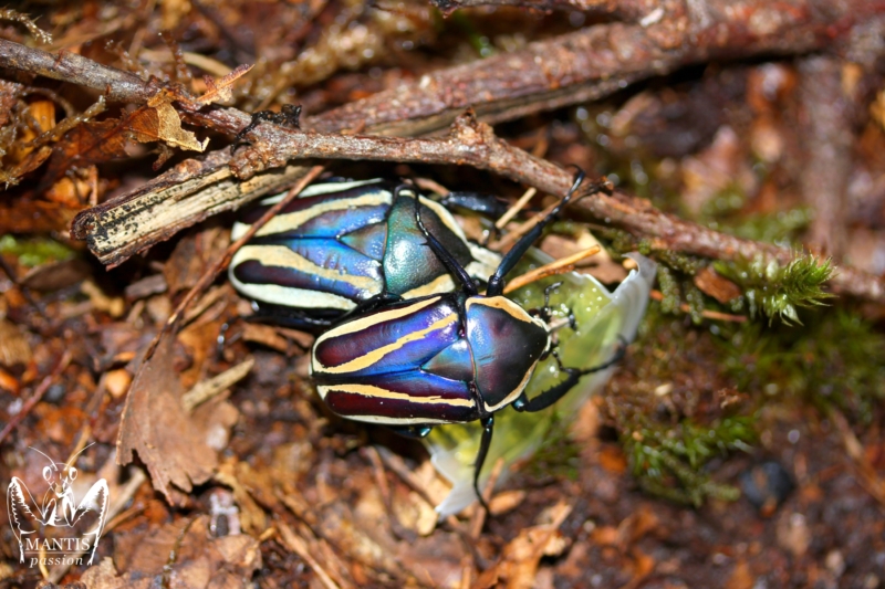 Dicronorhina sp Blue