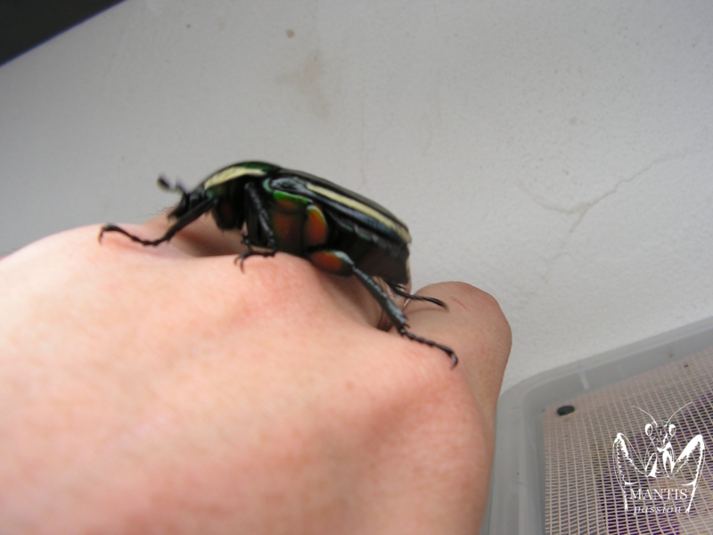 Dicronorhina sp Swaziland