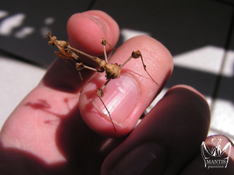 gongylus gongylodes 1