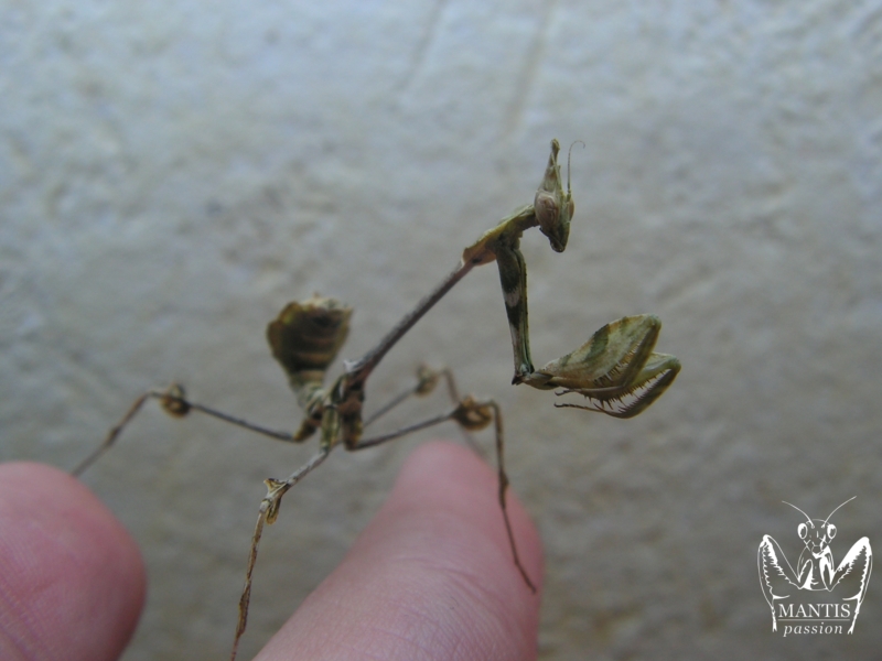 gongylus gongylodes 11