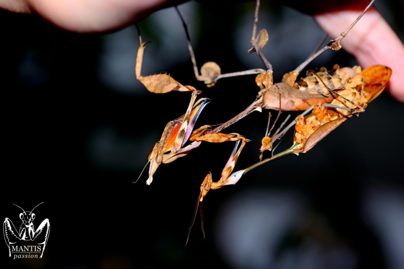 gongylus gongylodes 13