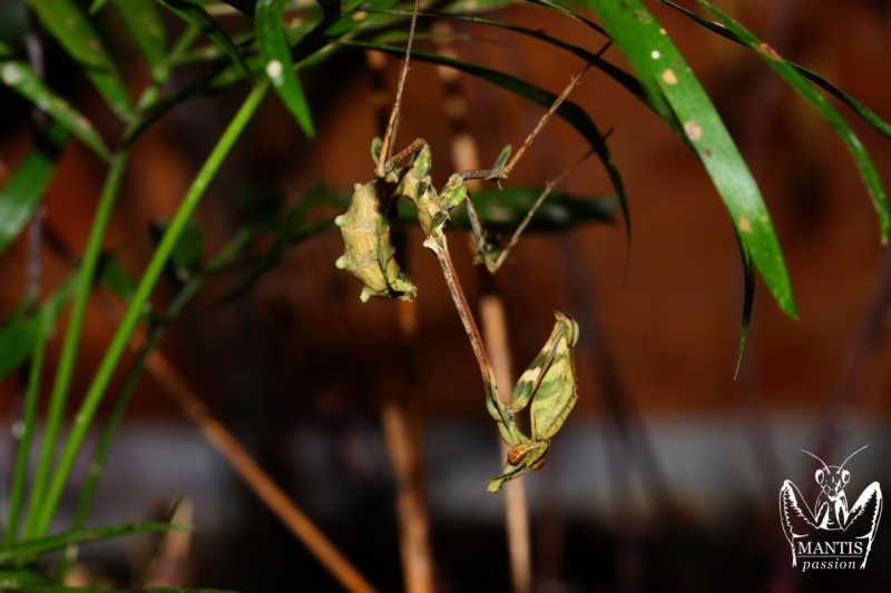 Gongylus gongylodes