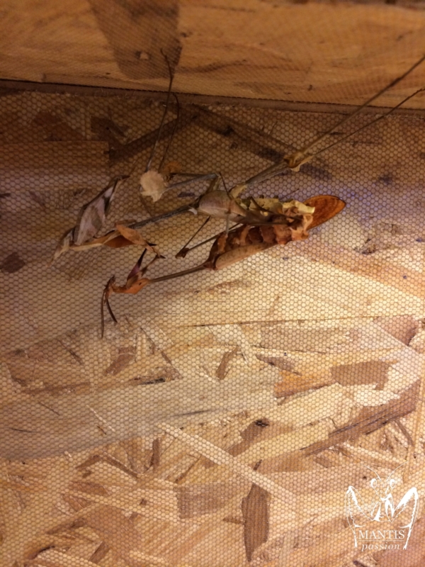 gongylus gongylodes 15