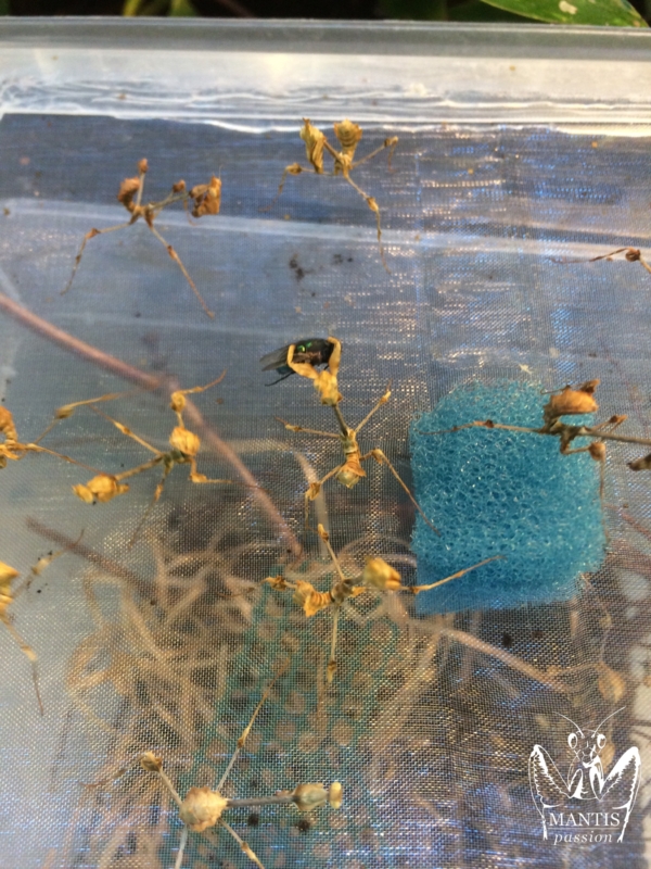 gongylus gongylodes 16