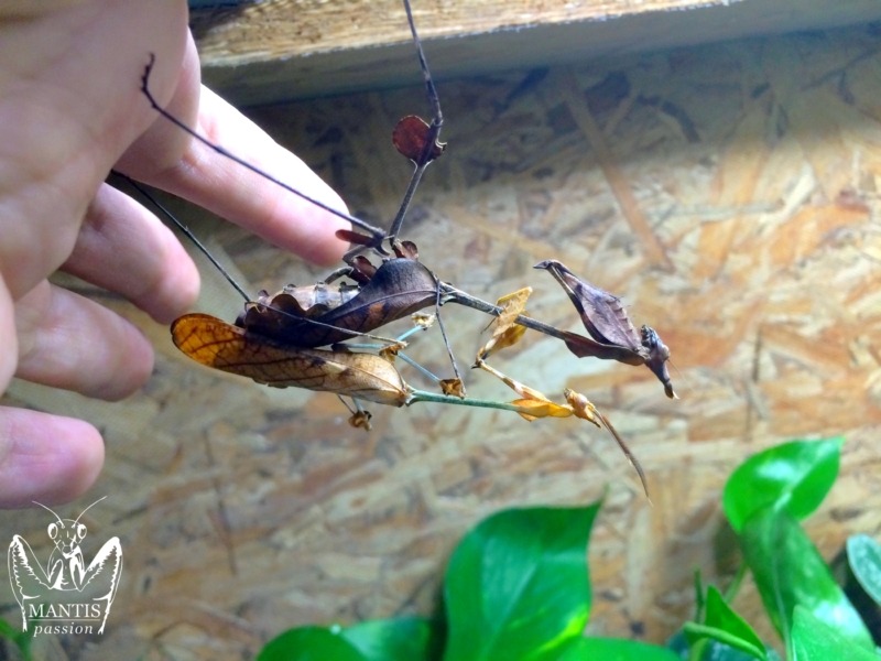 gongylus gongylodes 18