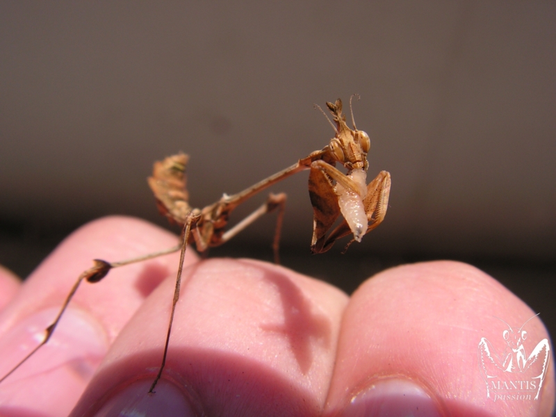 gongylus gongylodes 2