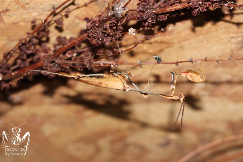 gongylus gongylodes 22