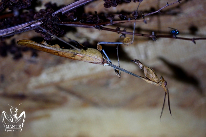 gongylus gongylodes 23