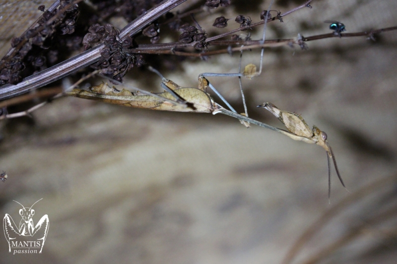 gongylus gongylodes 24