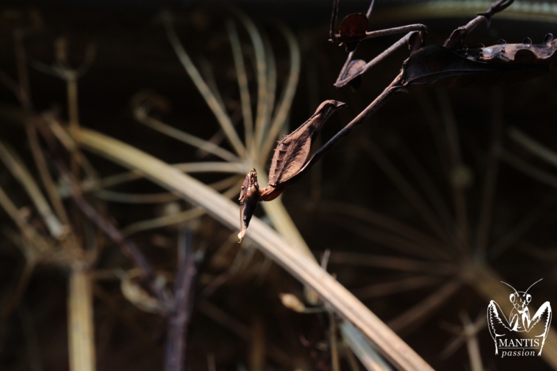 gongylus gongylodes 28