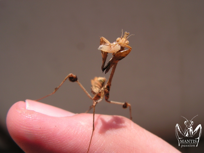 gongylus gongylodes 3