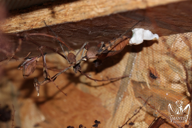 gongylus gongylodes 30