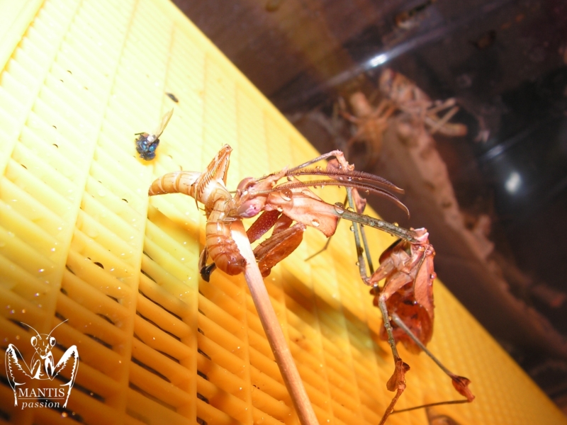 gongylus gongylodes 4