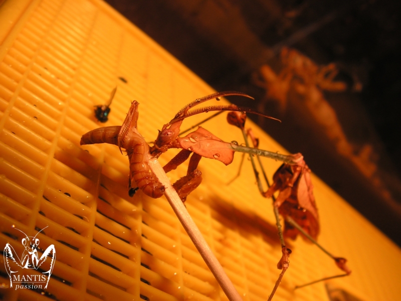 gongylus gongylodes 5