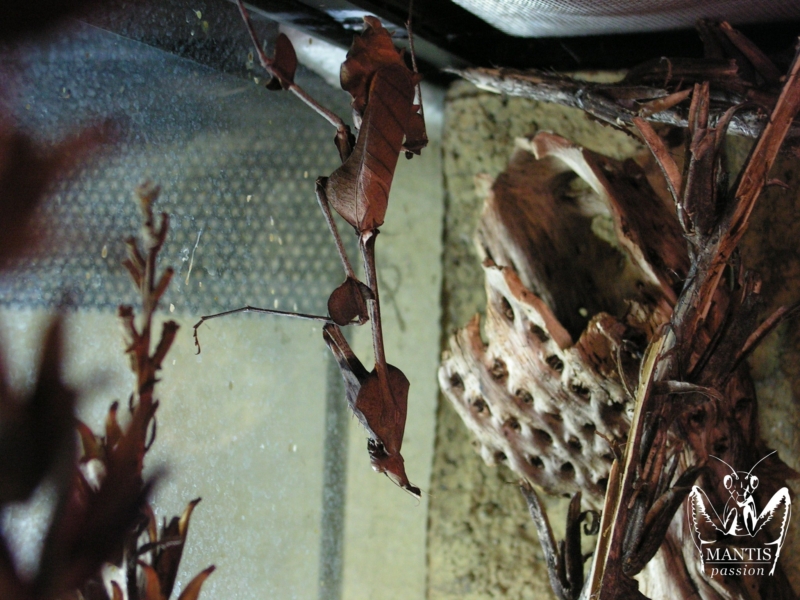 gongylus gongylodes 6