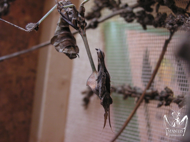 gongylus gongylodes 8