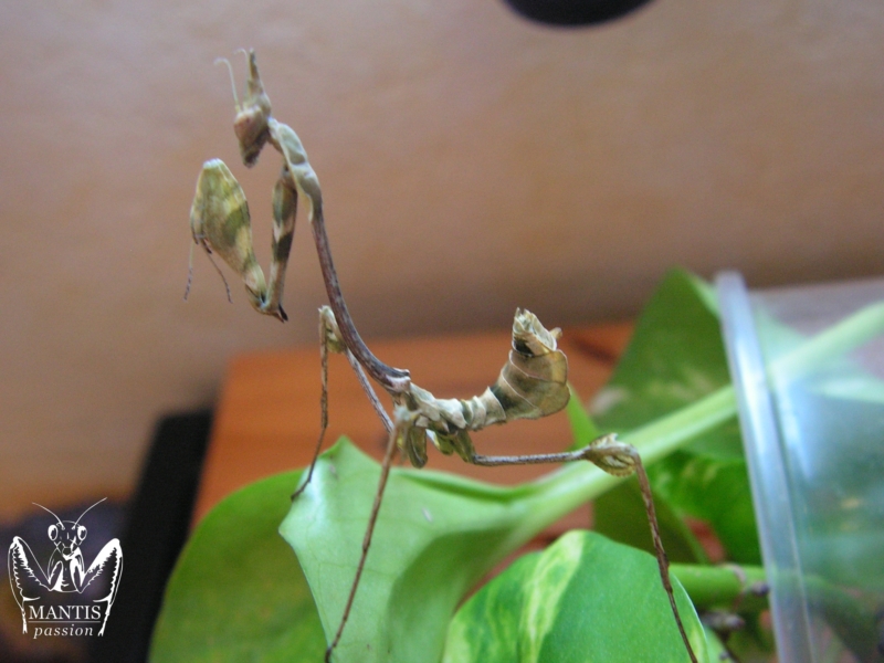 gongylus gongylodes 9