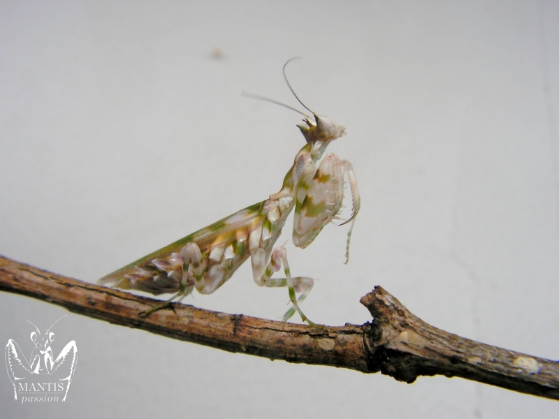 harpagomantis tricolor 11