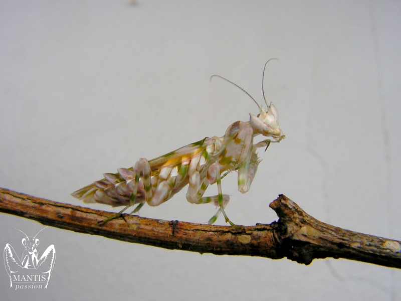 harpagomantis tricolor 12
