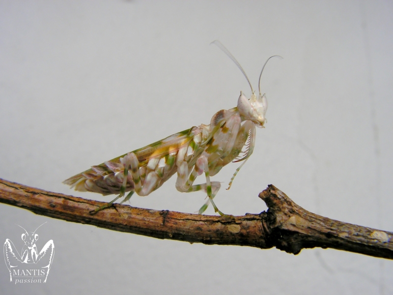 harpagomantis tricolor 13