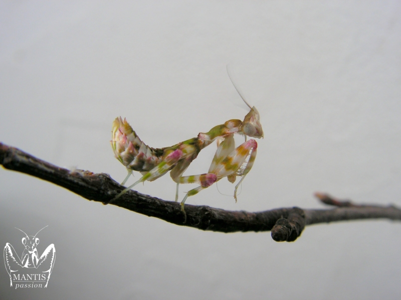 harpagomantis tricolor 15