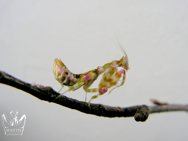 harpagomantis tricolor 16