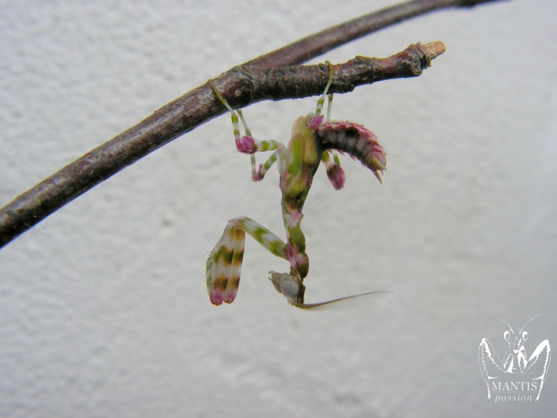 harpagomantis tricolor 21