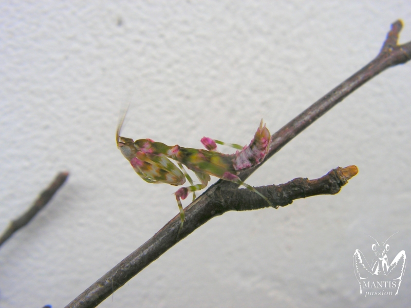 harpagomantis tricolor 28