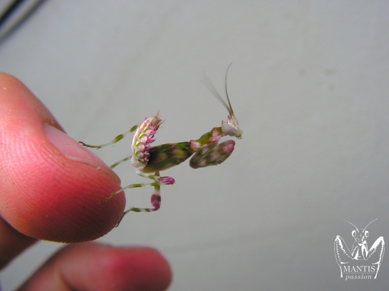 harpagomantis tricolor 29